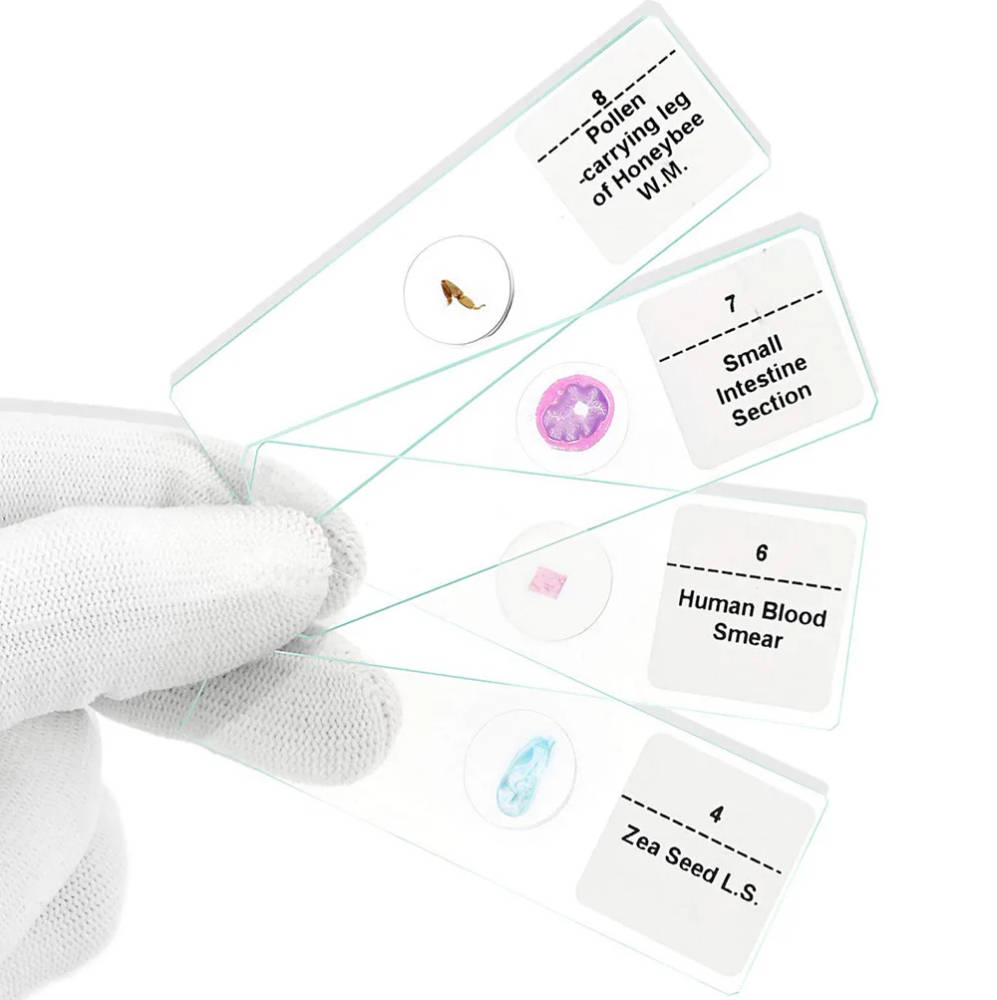 100pcs Mixed Biology Prepared Glass Slides Microscope Set for Educational Institutions Comprehensive microscopy teaching resource for UK schools and universities, featuring 100 mixed botanical and zoological prepared glass slides. Comprehensive microscopy teaching resource for UK schools and universities, featuring 100 mixed botanical and zoological prepared glass slides. 100pcs Mixed Biology Prepared Glass Slides Microscope Set for Educational Institutions - Image 6