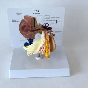 Ear Anatomy Model