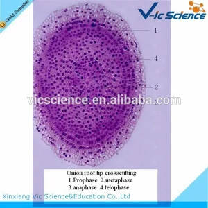 5 Piece Set Prepared Microscope Slides - Onion Root Tip