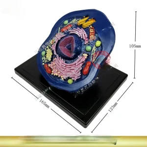 Animal Cell Microstructure Anatomical Model
