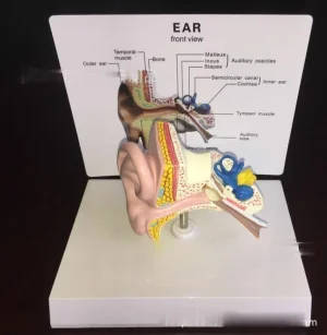 Human Ear Anatomy Model