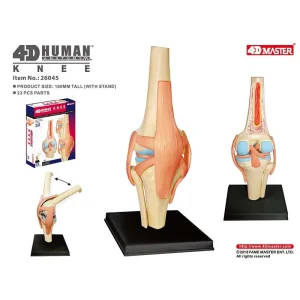 4D Human Knee Joint Anatomical Model
