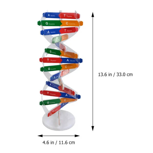 DNA Double Helix Model Kit: Dna Structure Model Diy | Educational ...