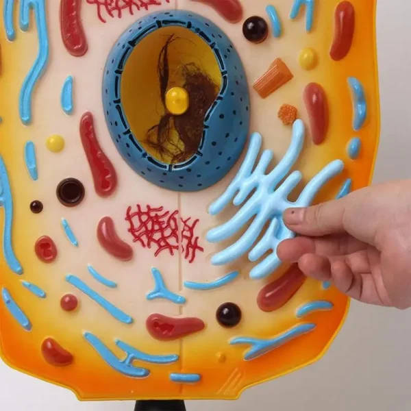 Anatomical Animal Cell Model: Cell Organelles Interactive | Anatomical ...
