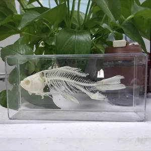Fish Skeleton Specimens for Education