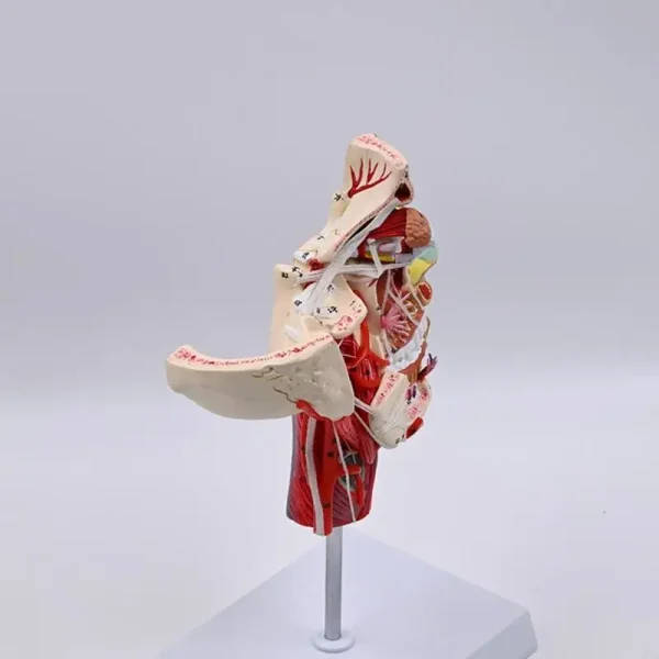 Human Half Head Anatomical Model: Head Anatomy Model | 3d Anatomical ...