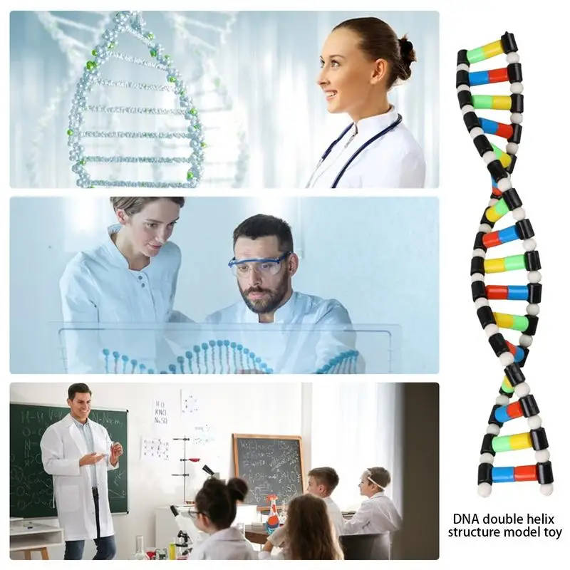 DNA Model Kit for Schools and Universities - Educational Double Helix Teaching Tool Durable DNA model kit made from ABS material, ideal for educational institutions to demonstrate double helix structure and enhance science education. Durable DNA model kit made from ABS material, ideal for educational institutions to demonstrate double helix structure and enhance science education. DNA Model Kit for Schools and Universities - Educational Double Helix Teaching Tool - Image 4