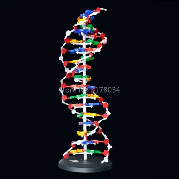 DNA Double Helix Structure Model: Large Dna Model | Scale Model Of Dna ...