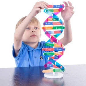 3D Human DNA Structure Educational Model for Curriculum Learning