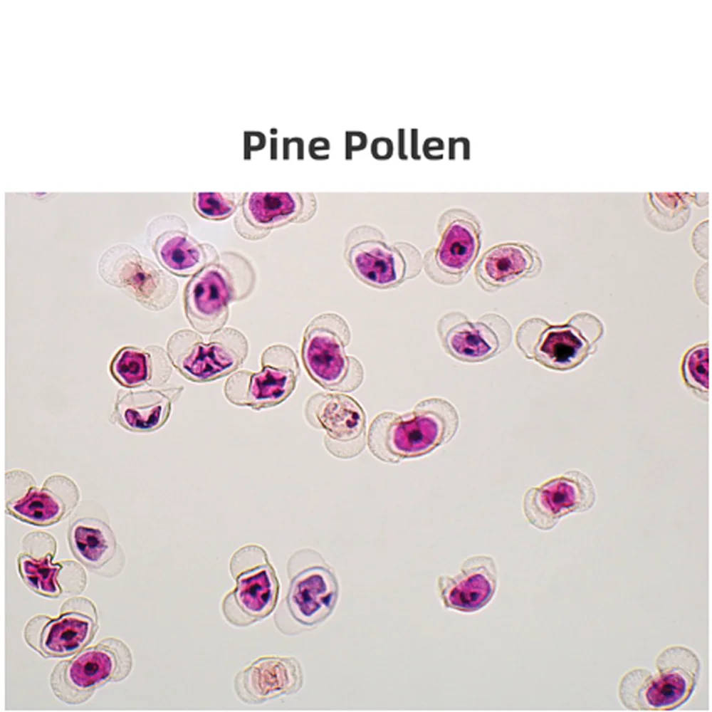 100pcs/set Biological Microscope Prepared Slides for Educational Use Enhance your biology lessons with our high-quality, prepared microscope slides, designed for UK schools and universities. Enhance your biology lessons with our high-quality, prepared microscope slides, designed for UK schools and universities. 100pcs/set Biological Microscope Prepared Slides for Educational Use - Image 4