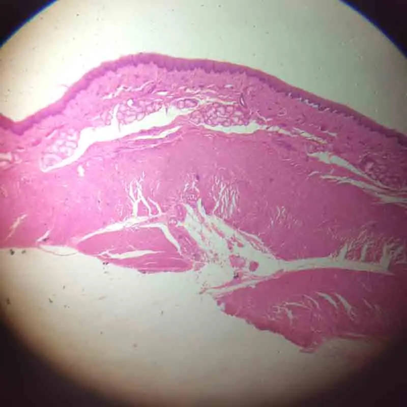 100pcs Mixed Biology Prepared Glass Slides Microscope Set for Educational Institutions Comprehensive microscopy teaching resource for UK schools and universities, featuring 100 mixed botanical and zoological prepared glass slides. Comprehensive microscopy teaching resource for UK schools and universities, featuring 100 mixed botanical and zoological prepared glass slides. 100pcs Mixed Biology Prepared Glass Slides Microscope Set for Educational Institutions - Image 2