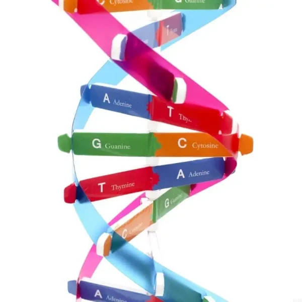 DNA Double Helix Model: DNA Model | 3D Double Helix Model