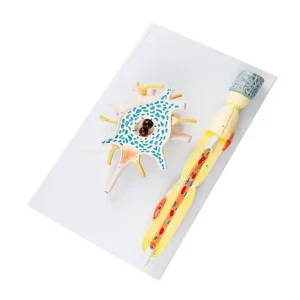 Neuron Amplification Model for Lab Equipment