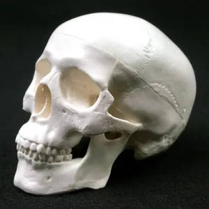 Detailed Human Anatomical Model Skull for Medical Science Education