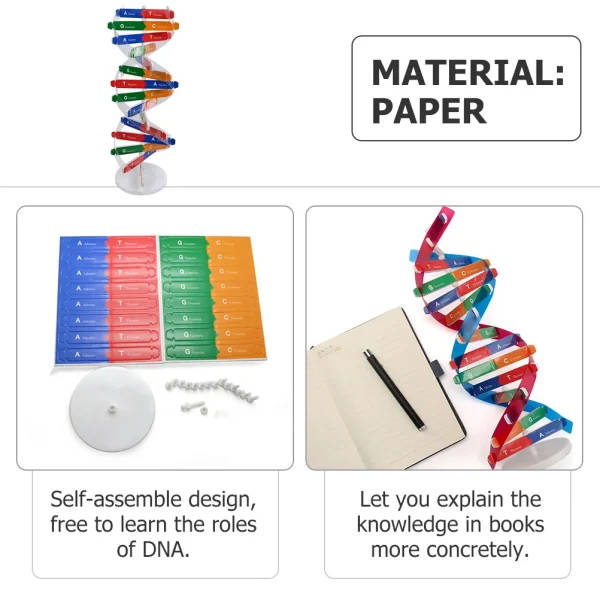 DNA Double Helix Model Kit: Dna Structure Model Diy | Educational ...