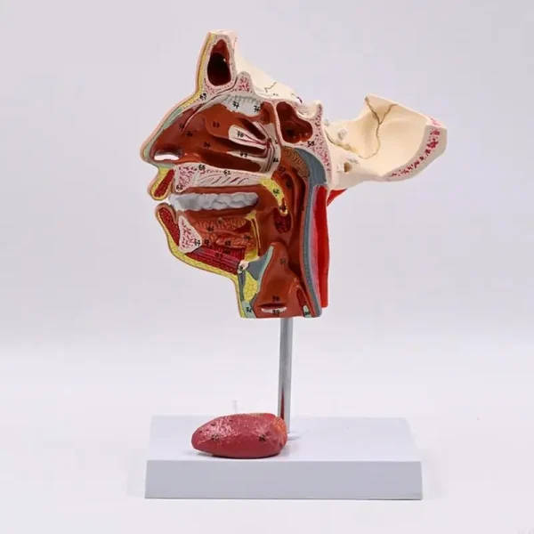 Human Half Head Anatomical Model: Head Anatomy Model | 3d Anatomical ...