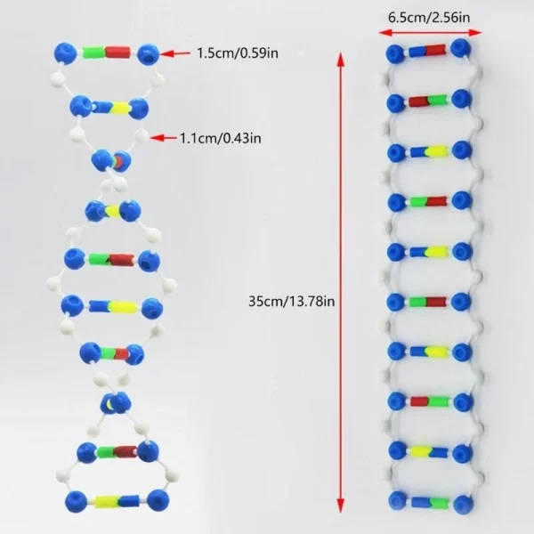 DNA Double Helix Model Set: DNA Model | DNA Structure Models