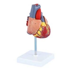 2-Part Life-Size Human Heart Anatomical Model