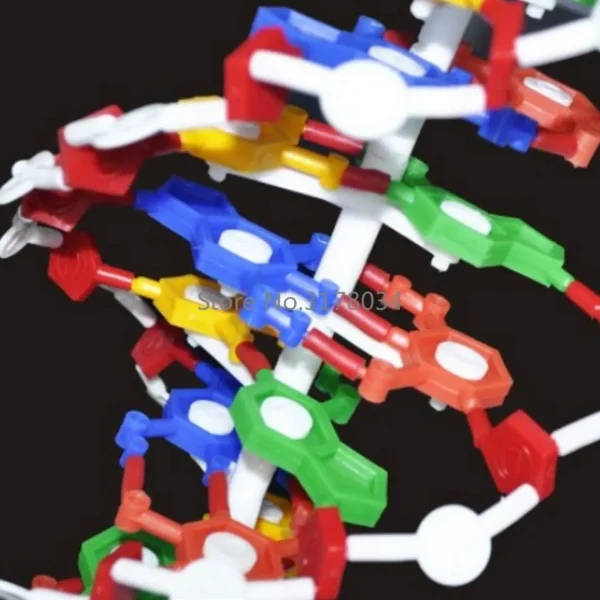 DNA Double Helix Structure Model: Large Dna Model | Scale Model Of Dna ...