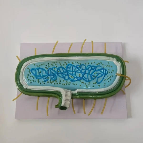 Bacterial Cell Model: Lab Equipment | Laboratory Safety Equipment