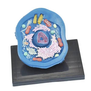 Animal Cell Model