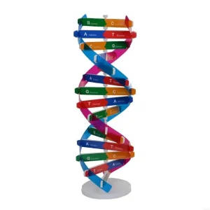 DNA Double Structure 3D Model