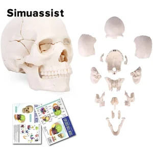15-Piece Detachable Human Skull Anatomy Model
