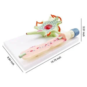 Neuron Cell Model for Medical Science