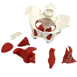Female Pelvis Anatomy Model
