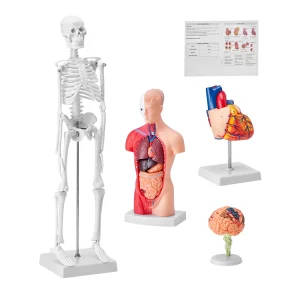 Human Anatomy 3D Model Set