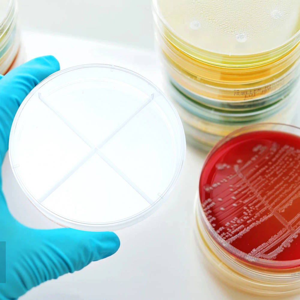 NUOLUX 10pcs Transparent Plastic Petri Dishes with Four Compartments for Cell Culture and Research High-quality, transparent plastic petri dishes with four compartments for cell culture, teaching, and scientific research. Ideal for UK educational institutions and laboratories. High-quality, transparent plastic petri dishes with four compartments for cell culture, teaching, and scientific research. Ideal for UK educational institutions and laboratories. NUOLUX 10pcs Transparent Plastic Petri Dishes with Four Compartments for Cell Culture and Research - Image 5