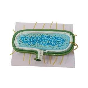 Bacterial Cell Model for Educational Use