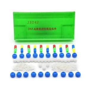 DNA Double Helix Structure Model Set