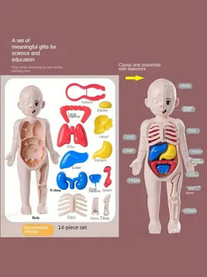 14 Piece Human Anatomy Model Educational Set for Schools and Universities