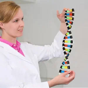 DNA Model Kit for Schools and Universities - Educational Double Helix Teaching Tool