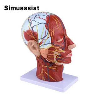 Human Head and Neck Anatomical Model