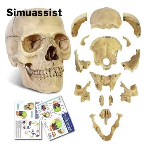 15-Piece Detachable Anatomical Skull Model
