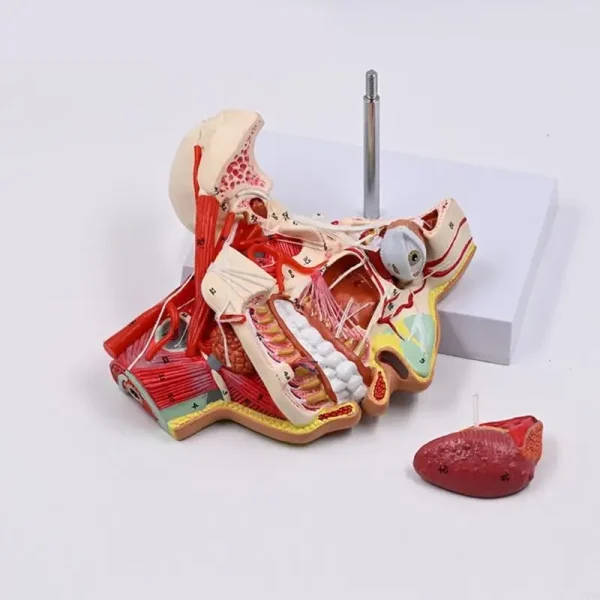 Human Half Head Anatomical Model: Head Anatomy Model | 3d Anatomical ...