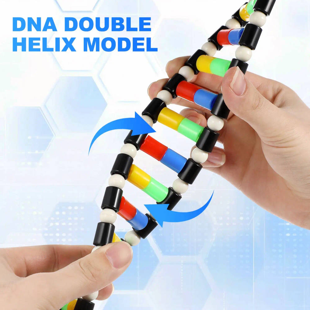 DNA Double Helix Structure Model Kit for Educational Use A high-quality, safe, and interactive DNA double helix model for educational institutions, aligning with UK curriculum standards for biology and genetics. A high-quality, safe, and interactive DNA double helix model for educational institutions, aligning with UK curriculum standards for biology and genetics. DNA Double Helix Structure Model Kit for Educational Use