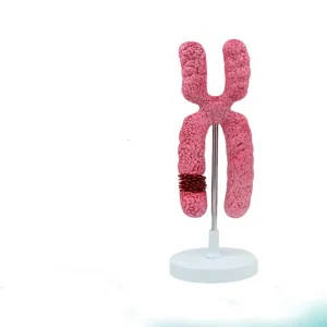 X Chromosome Anatomical Model