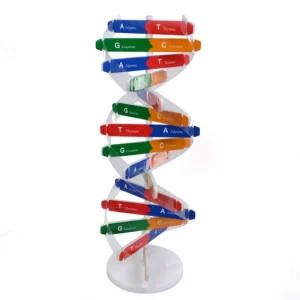 DNA Double Helix Science Model for Educational Use