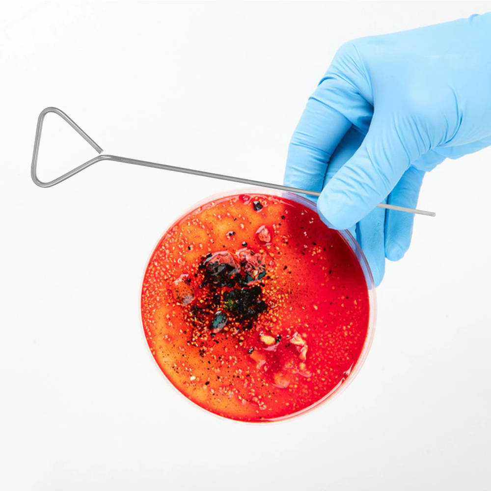 NUOLUX 6-Piece Stainless Steel Laboratory Cell Culture Scraper and Petri Dish Spreader Set Boost your laboratory workflow with our durable, stainless steel cell culture scrapers and petri dish spreaders, perfect for educational and research settings. Boost your laboratory workflow with our durable, stainless steel cell culture scrapers and petri dish spreaders, perfect for educational and research settings. NUOLUX 6-Piece Stainless Steel Laboratory Cell Culture Scraper and Petri Dish Spreader Set - Image 4