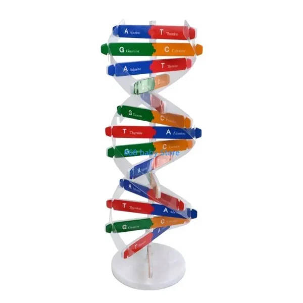 Human DNA Model Set For Educational Institutions | 500ml Conical Flask