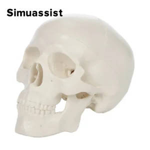 Life Size Human Anatomical Skeleton Skull Model