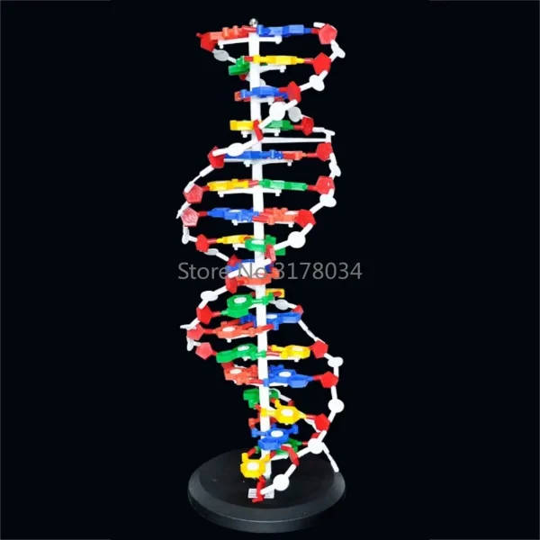 DNA Double Helix Structure Model: Large Dna Model | Scale Model Of Dna ...