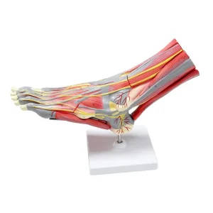 Human Foot Anatomical Model