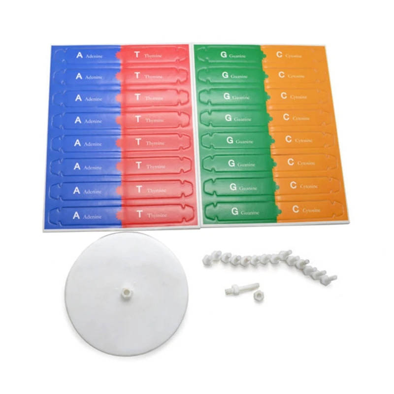 3D Human DNA Structure Educational Model for Curriculum Learning Developed for educational purposes, this 3D DNA structure model is ideal for schools and research labs, promoting interactive learning and compliance with curriculum standards. Developed for educational purposes, this 3D DNA structure model is ideal for schools and research labs, promoting interactive learning and compliance with curriculum standards. 3D Human DNA Structure Educational Model for Curriculum Learning - Image 4