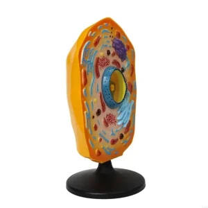 Anatomical Animal Cell Model