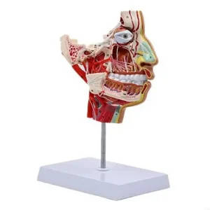 Human Half Head Anatomical Model