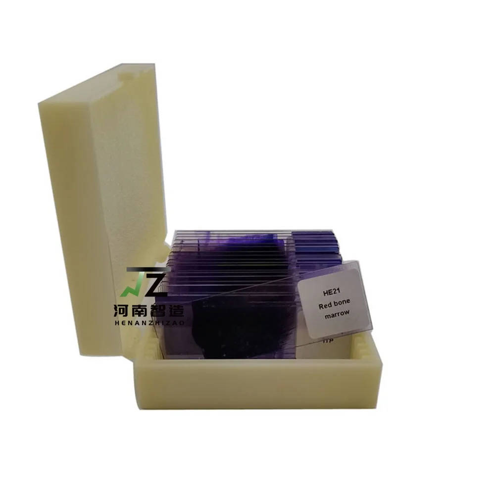 15-Piece Hematology Blood Smear Prepared Microscope Slides Set for Education Comprehensive set of 15 hematology blood smear prepared microscope slides for educational purposes, ideal for UK schools and universities teaching biology and life sciences. Comprehensive set of 15 hematology blood smear prepared microscope slides for educational purposes, ideal for UK schools and universities teaching biology and life sciences. 15-Piece Hematology Blood Smear Prepared Microscope Slides Set for Education - Image 6